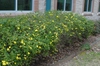 Jasminum floridum