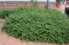 Jasminum floridum