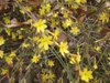 Jasminum nudiflorum