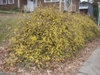 Jasminum nudiflorum