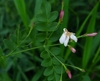 Opposite pinnate leaves. Pink buds that open to white flowers.