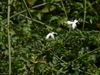 Opposite pinnate leaves. White, star-shaped flowers.