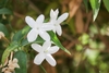 White, star-shaped flowers.