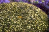 Jasminum parkeri