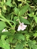 Foliage and pale pink flower
