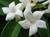 Stephanotis floribunda