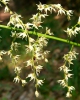 Stenanthium gramineum