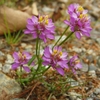 low-growing plant with pink inflorescences.