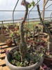 Large plant in a greenhouse in March