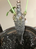 Stem of plant