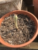 Seedling