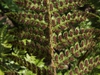 Polystichum braunii sori