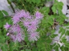 Thalictrum aquilegifolium