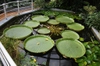 Victoria amazonica