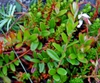 V. macrocarpon
