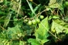 Solanum carolinense