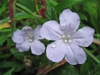 Ruellia caroliniensis