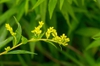 Solidago uliginosa
