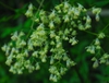 Thalictrum dasycarpum