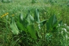 Silphium terebinthinaceum