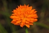 Inflorescence of bright orange flowers.