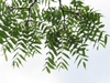Juglans nigra
