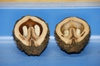Juglans nigra