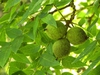 Juglans nigra
