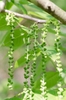Juglans nigra