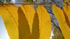 Juglans nigra