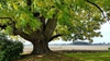 Juglans nigra
