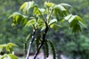 Male catkins