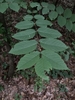 Compound leaf with 13 leaflets