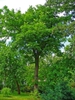 Form