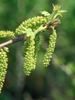 Male catkins
