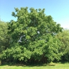 Form