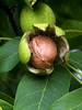 Fruits