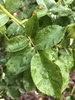 Compound green leaves