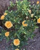 Shrub in bloom with yellow flowers