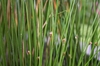 Juncus effusus