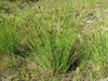 Juncus effusus