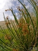 Juncus effusus