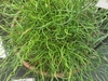 Container plant with green, corkscrew stems