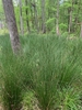 forest in spring, Union County, NC