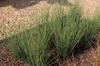 Juncus tenuis