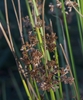 Upright cylindrical, bright green stems with brown flowers