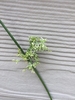 Close-up of a cluster of small, greenish flowers. Not attractive