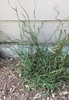 Specimen in growing in the ground with corkscrew stems.