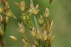 Flowers in June