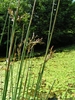 Stems